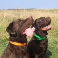 Léo et Larry Léo et Larry