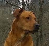 Kito Kito