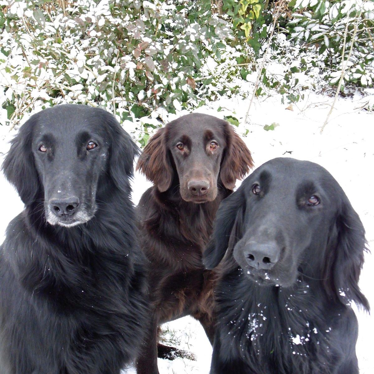 Les chiens de Marie Claire