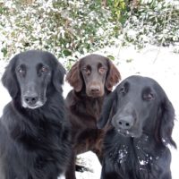 Les chiens de Marie Claire Les chiens de Marie Claire